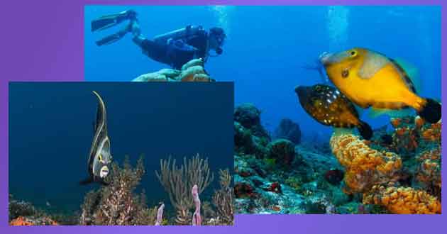Vida Submarina en Cozumel 1