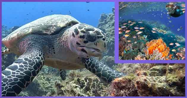 Vida Submarina en Cozumel 2