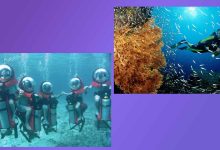 El Paraíso Submarino del Caribe Mexicano. La Fascinante Vida Submarina de Cozumel: Tu Aventura Definitiva de Buceo.