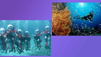El Paraíso Submarino del Caribe Mexicano. La Fascinante Vida Submarina de Cozumel: Tu Aventura Definitiva de Buceo.