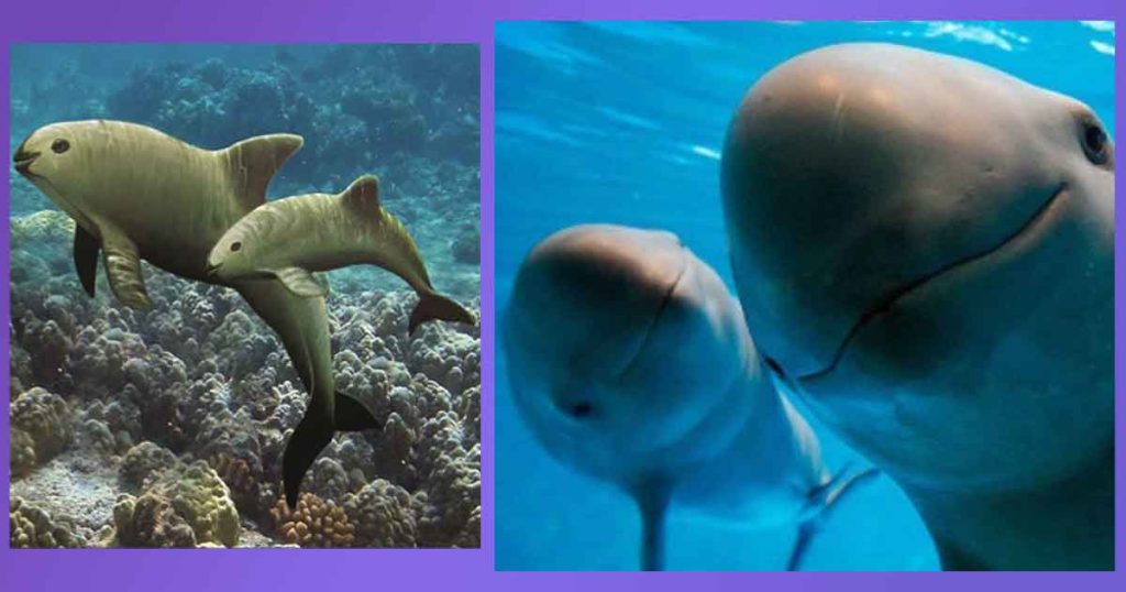 El Hogar Exclusivo de la Vaquita Marina: Un Tesoro del Golfo de California. Donde Vive la Vaquita Marina: Caracteristicas, Que Come, Cuantas Quedan