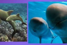 El Hogar Exclusivo de la Vaquita Marina: Un Tesoro del Golfo de California. Donde Vive la Vaquita Marina: Caracteristicas, Que Come, Cuantas Quedan