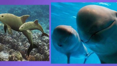 El Hogar Exclusivo de la Vaquita Marina: Un Tesoro del Golfo de California. Donde Vive la Vaquita Marina: Caracteristicas, Que Come, Cuantas Quedan