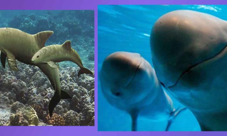 El Hogar Exclusivo de la Vaquita Marina: Un Tesoro del Golfo de California. Donde Vive la Vaquita Marina: Caracteristicas, Que Come, Cuantas Quedan