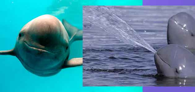 Donde Vive la Vaquita Marina Caracteristicas Que Come Cuantas Quedan 2