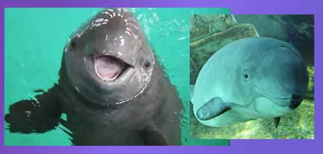 Donde Vive la Vaquita Marina Caracteristicas Que Come Cuantas Quedan 3