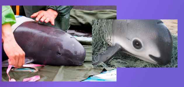 Donde Vive la Vaquita Marina Caracteristicas Que Come Cuantas Quedan 4